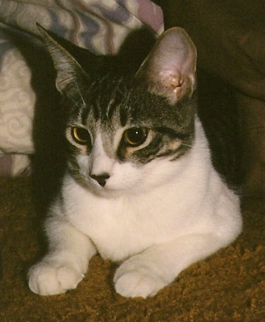 Akasha at about 8 months old, November 1994