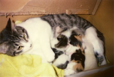 Akasha and her babies, January 1995