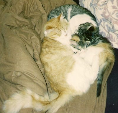 Guim, Akasha, and Felix