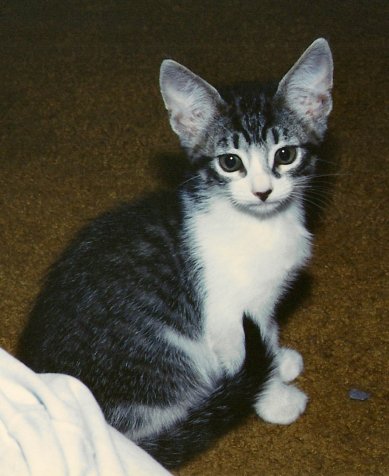 Akasha at a few months old, 1994