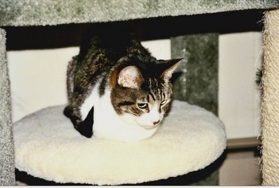 Akasha, 2008, Winter Solstice