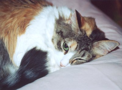 Felix, 2002